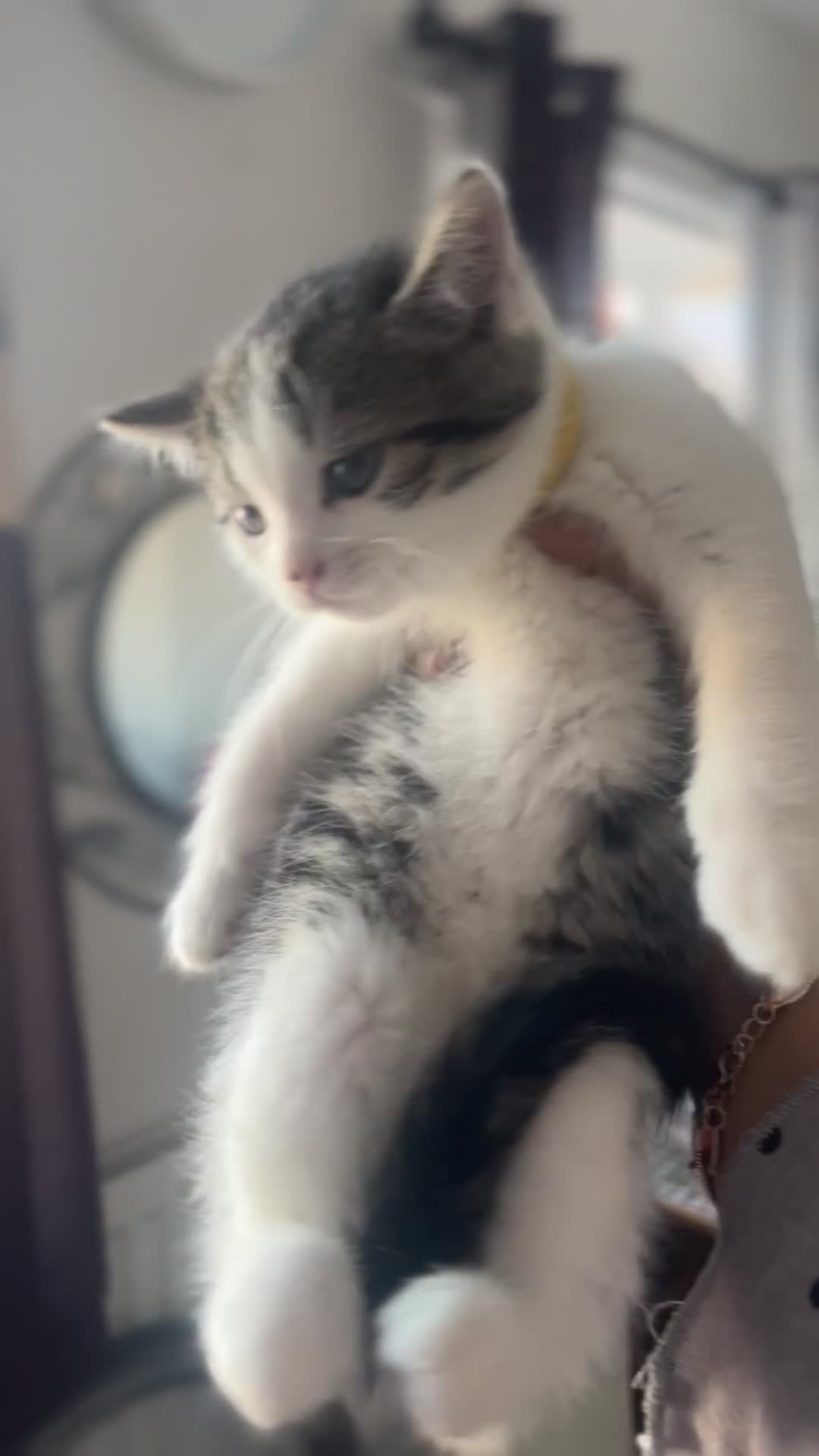 British Shorthair cats for sale: British shorthair kittens for sale - Video 2