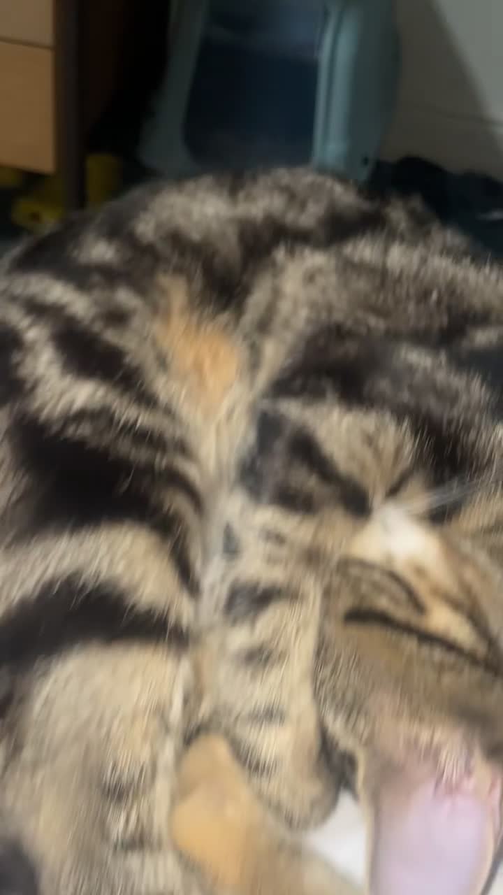 Mixed Breed cats for sale: Sweet Playful 7-Month-Old Cat Seeking Forever Home in Lancaster - Video 3