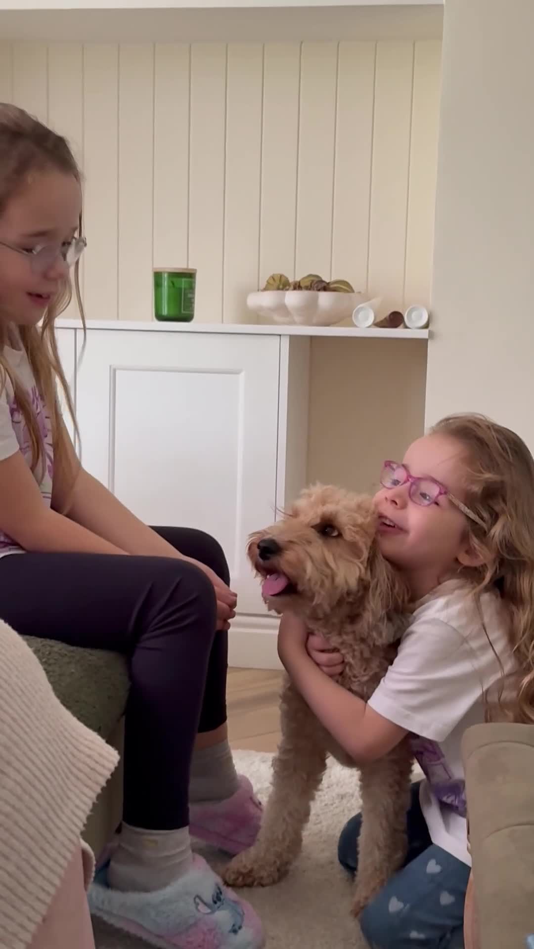 Mixed Breed dogs for sale: Tibetan Terrier Cross Puppies  - Video 2