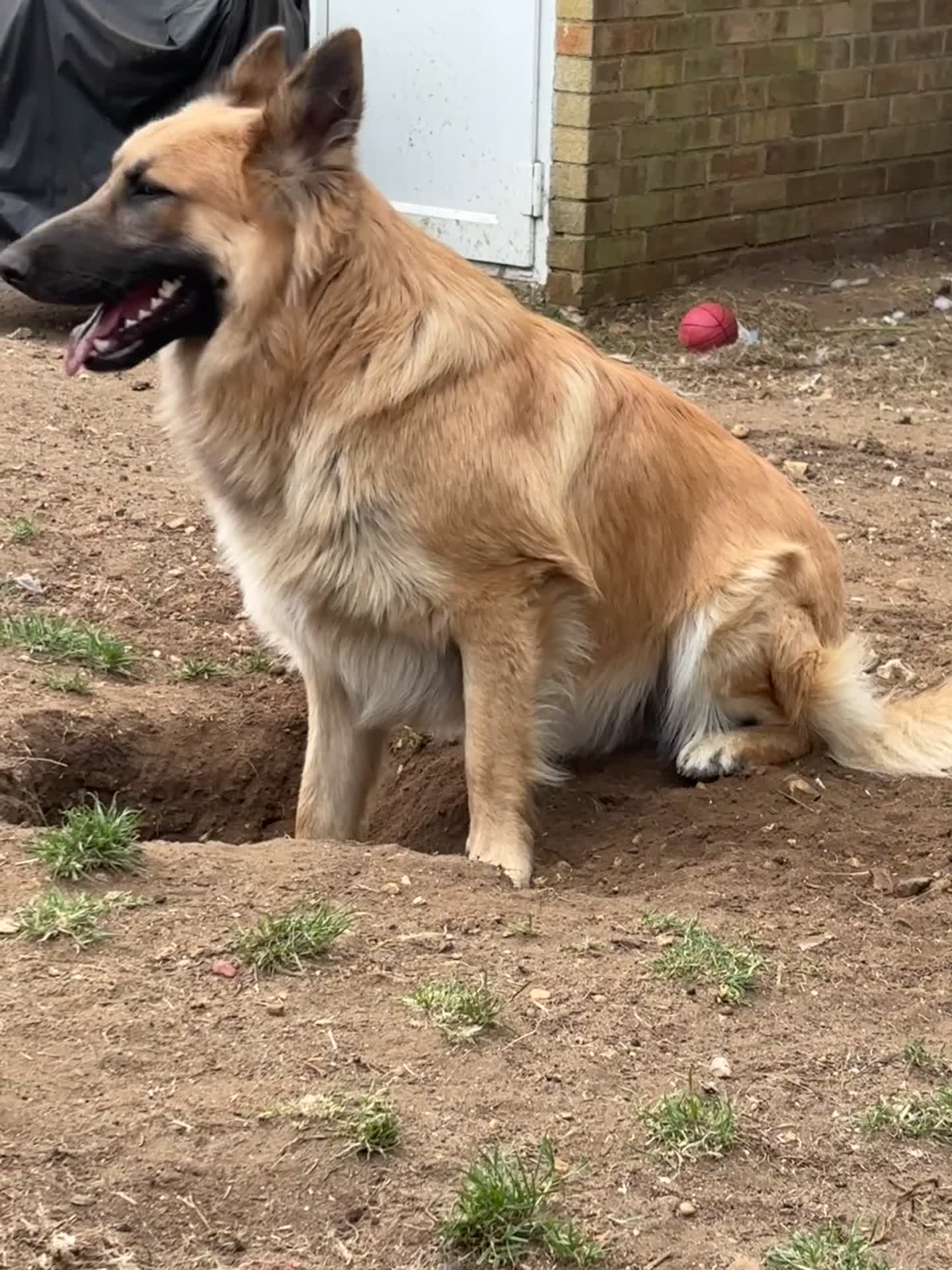 Mixed Breed dogs for stud:  golden German shepherd x Belgium Mali stud - Video 2