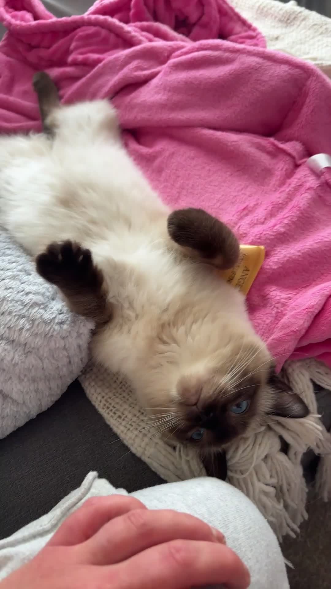 Ragdoll cats for sale: Ragdoll - Video 1