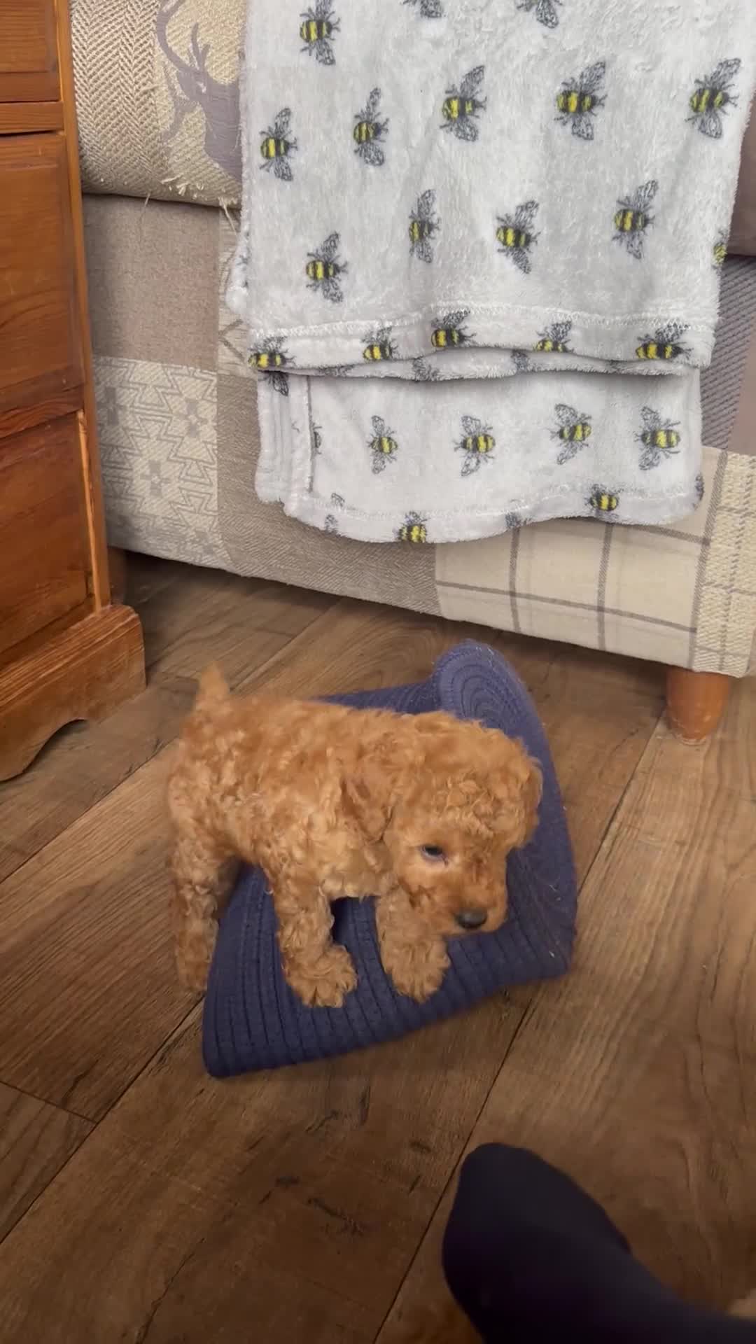 Cavapoo dogs for sale: Extensively health tested cavapoos  - Video 1