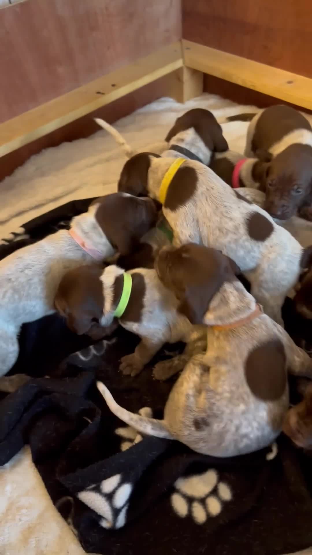 German Shorthaired Pointer dogs for sale: 🐾Last Boy Available! KC Registered GSP Puppy - Video 1