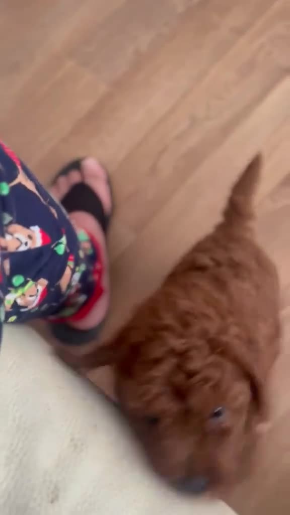 Toy Poodle dogs for sale: ✨Toy Poodle Puppies 🌟 - Video 3