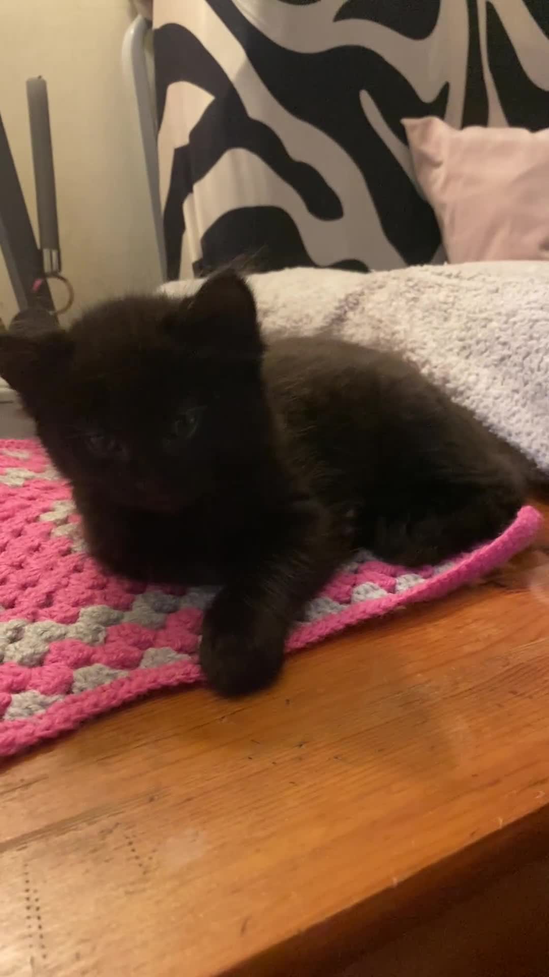 Mixed Breed cats for sale: Black/white shorthair female kitten  - Video 4