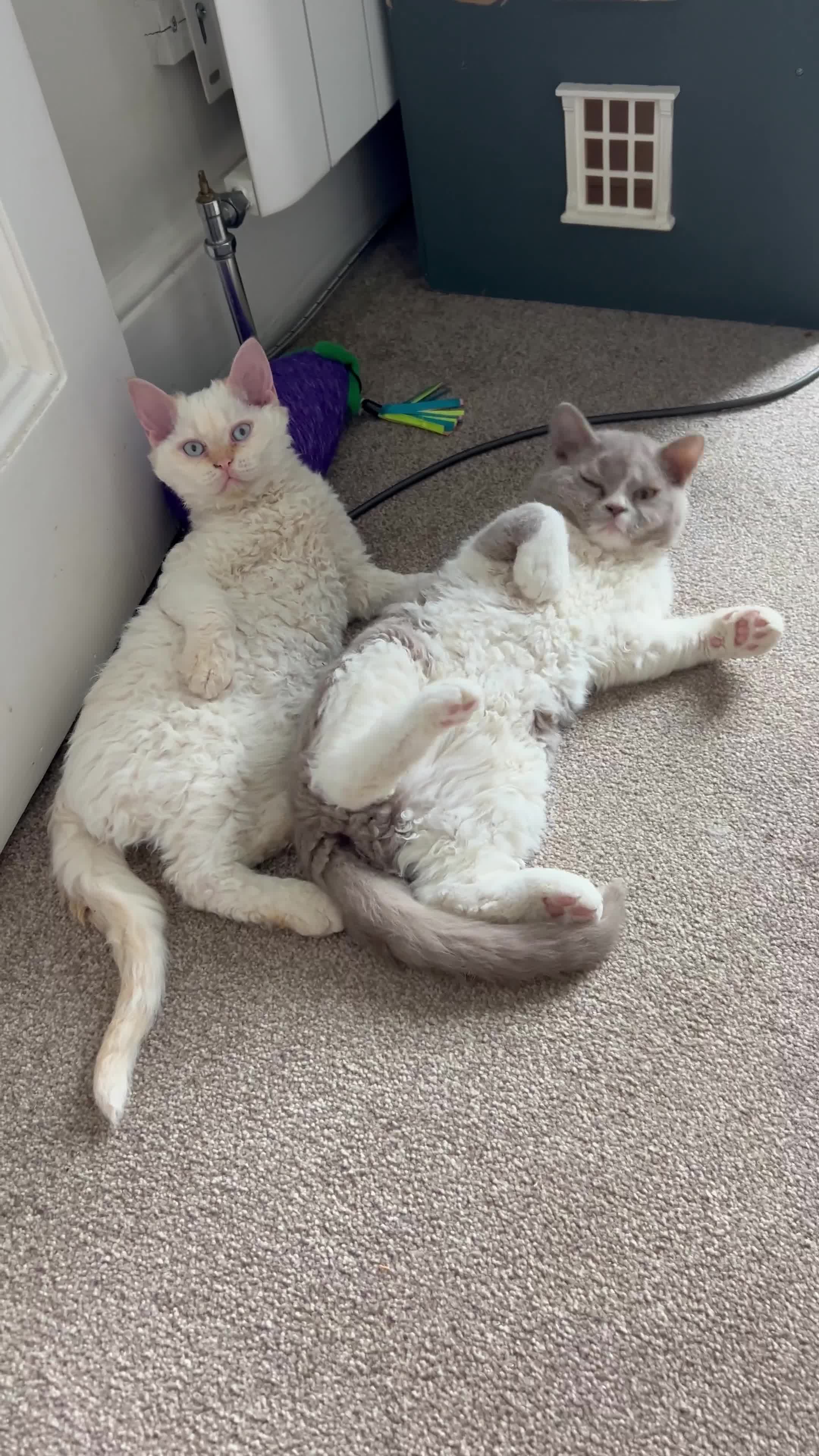 Selkirk Rex cats for sale: Gorgeous Selkirk Rex kittens - Video 1