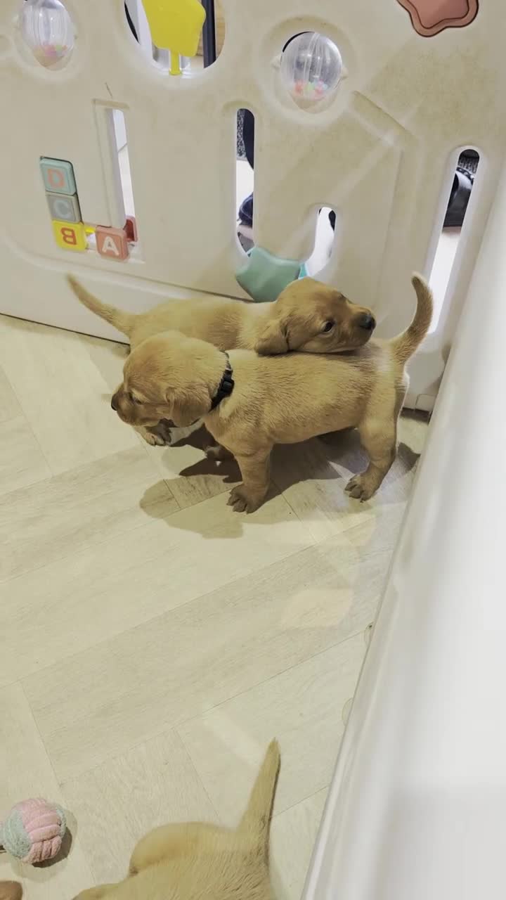 Labrador Retriever dogs for sale: 1 BEAUTIFUL FOX RED KC GIRL, HEALTH TESTED PARENTS - Video 2