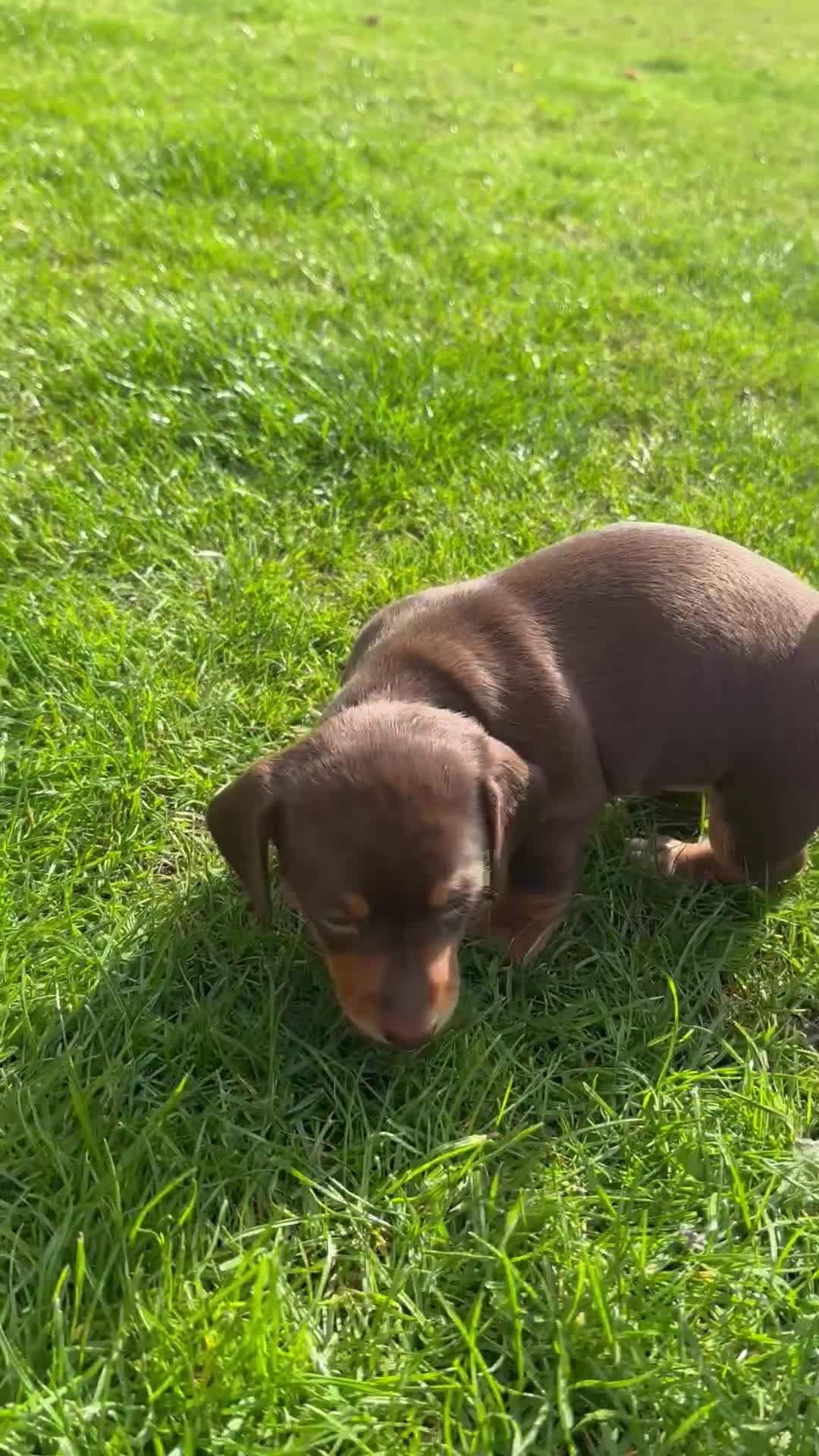 Miniature Dachshund dogs for sale: Mini daschund/ choc /tan girl - Video 1