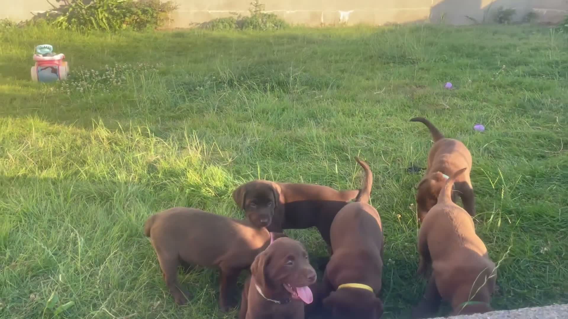 Labrador Retriever dogs for sale: ⭐️ 3 KC Female Chocolate Lab Puppies ⭐️ - Video 1