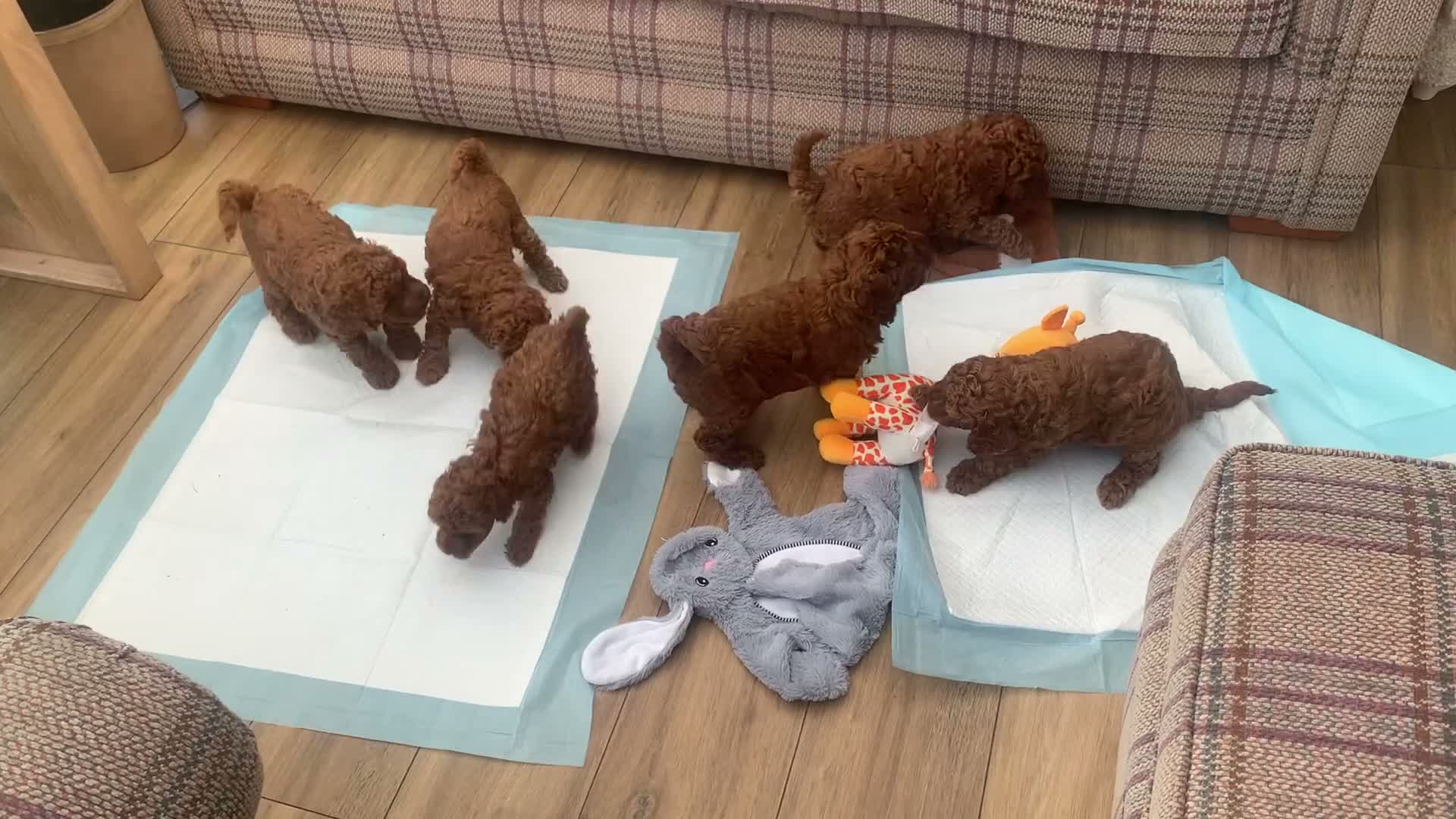 Labradoodle dogs for sale: Miniature Labradoodles  - Video 1