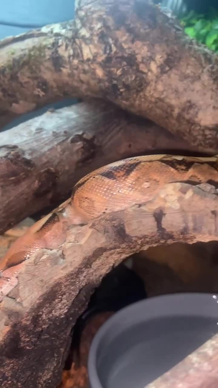 Snake reptiles for sale: BCI boa constrictor  - Video 1