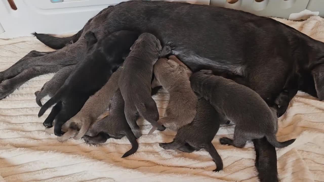 Labrador Retriever dogs for sale: THE LAST 4 KC HEALTH TESTED LABS READY TO NOW.  - Video 1