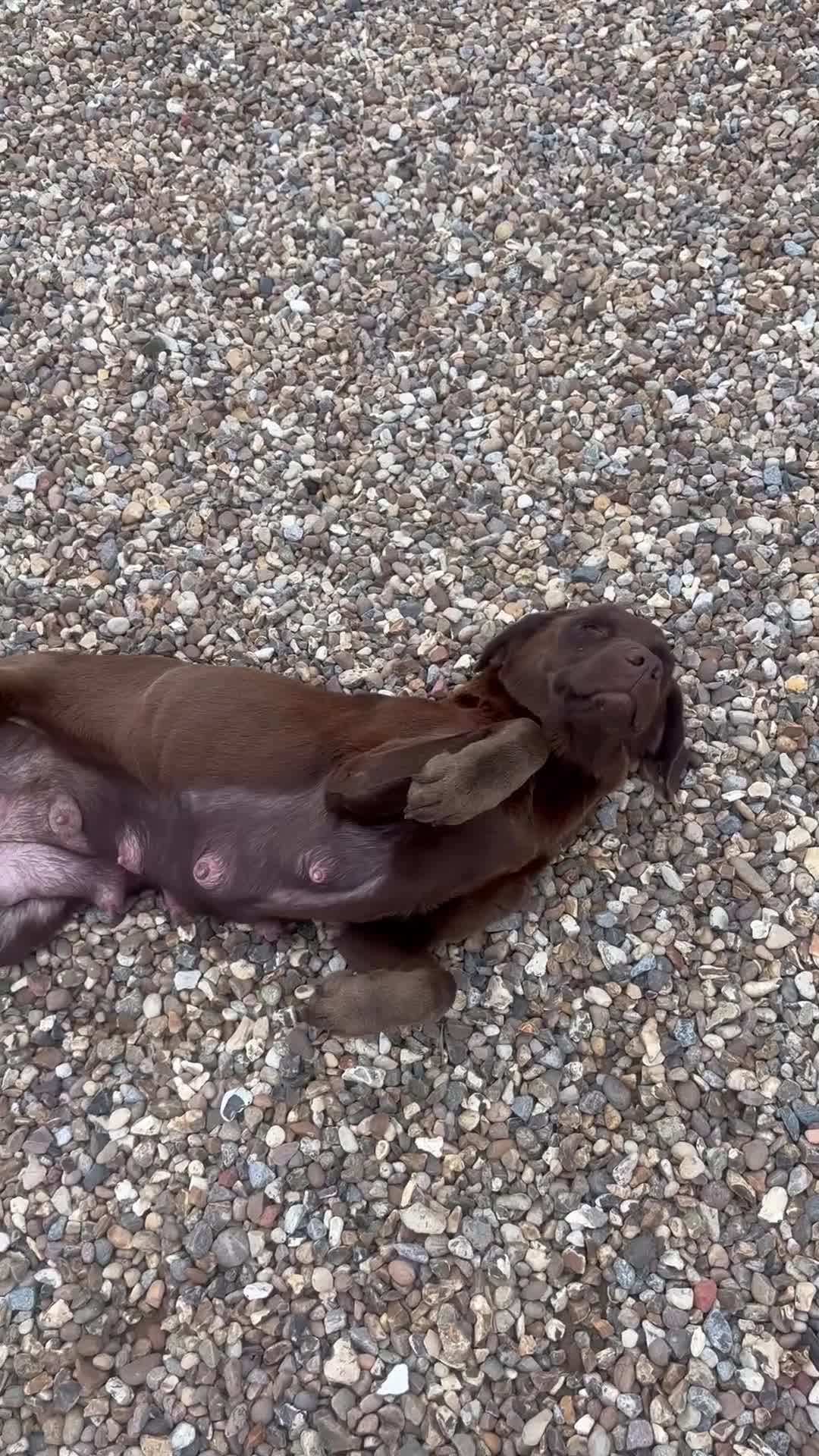 Labrador Retriever dogs for sale: KC Labrador puppies - Video 3