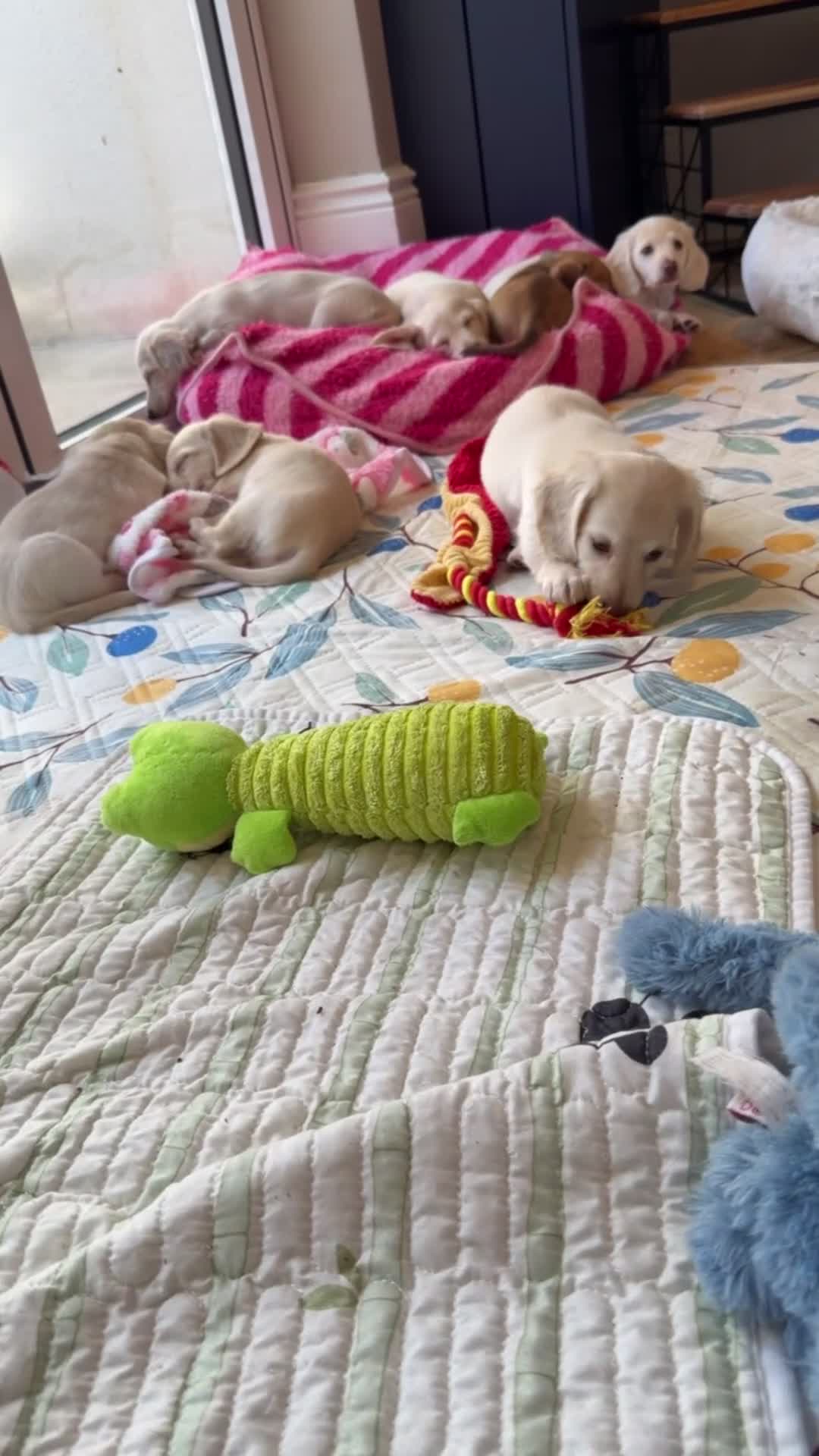 Miniature Dachshund dogs for sale: Clear cream miniature dachshunds  - Video 2