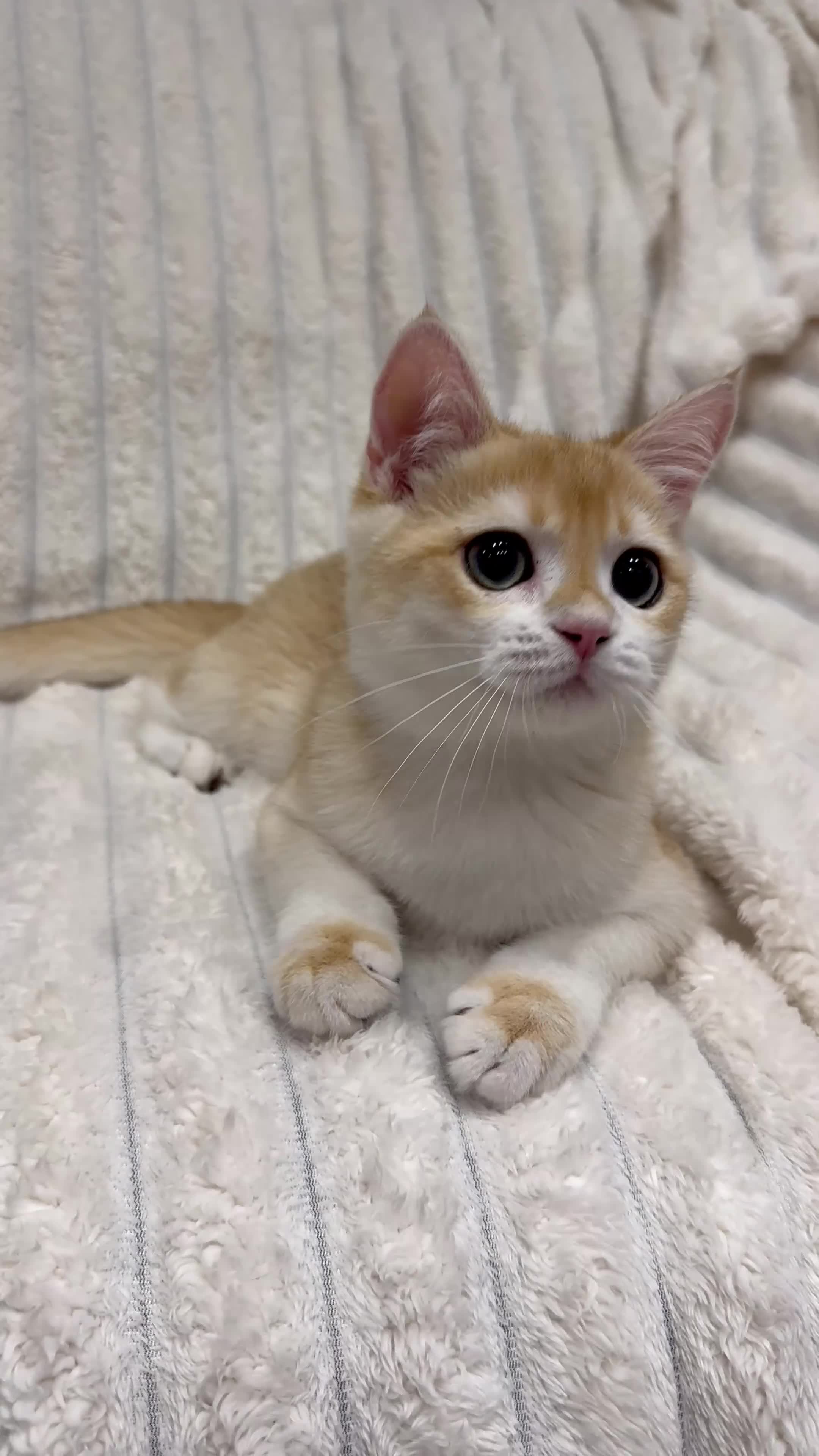 British Shorthair cats for sale: 🧡Exceptional pedigree golden BSH🧡 - Video 1