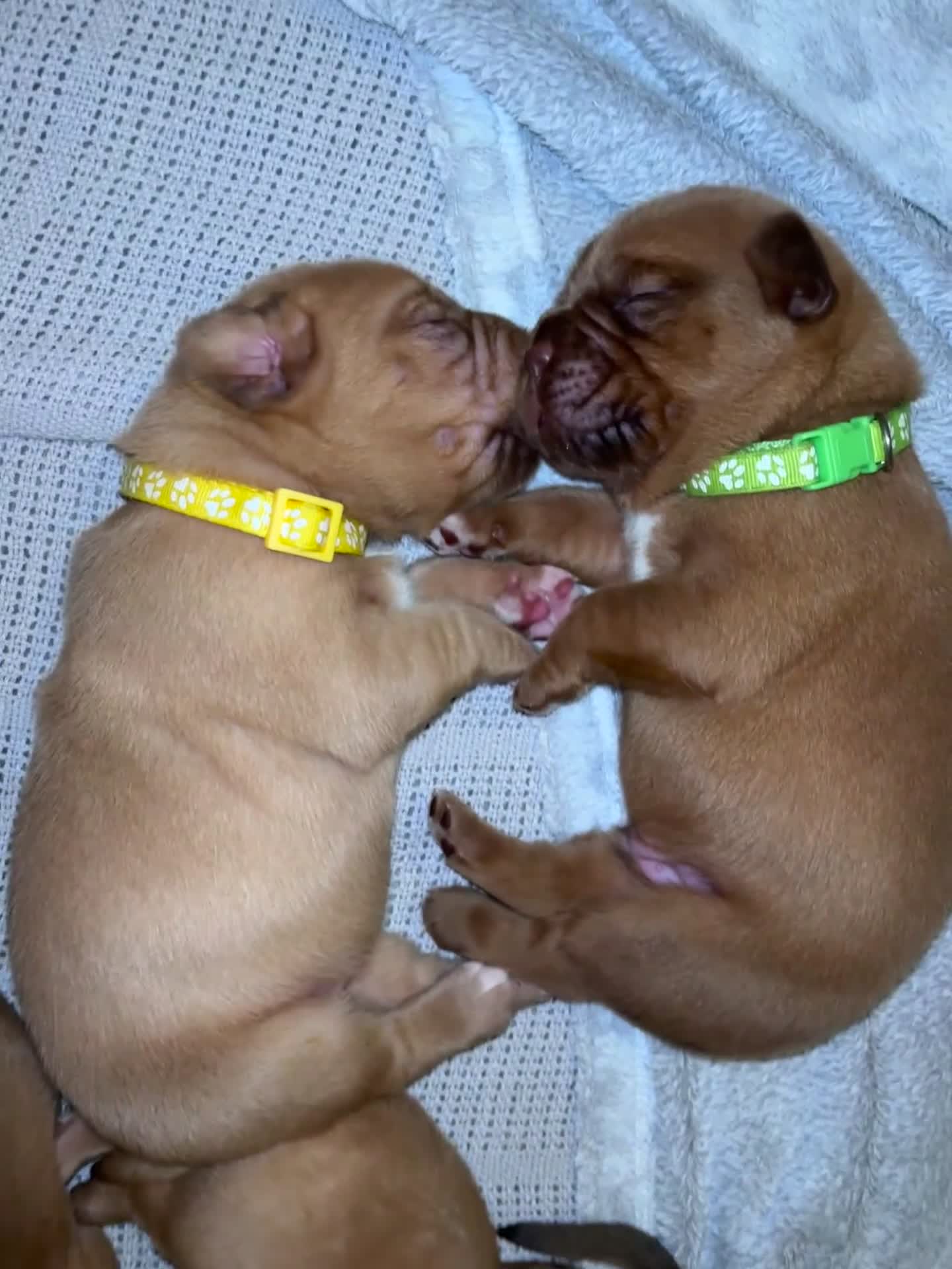 Dogue De Bordeaux dogs for sale: Quality Dogue De Bordeaux puppy’s  - Video 3