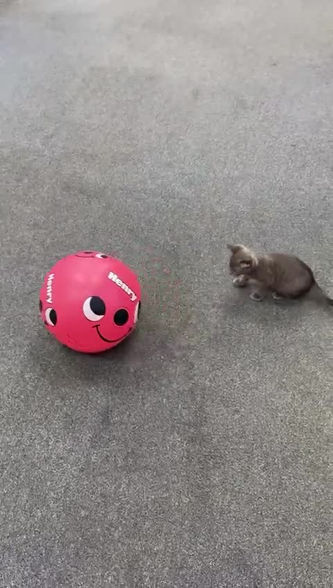 Russian Blue cats for sale: 3 Month Old Kitten Looking 4 a Loving Forever Home - Video 1