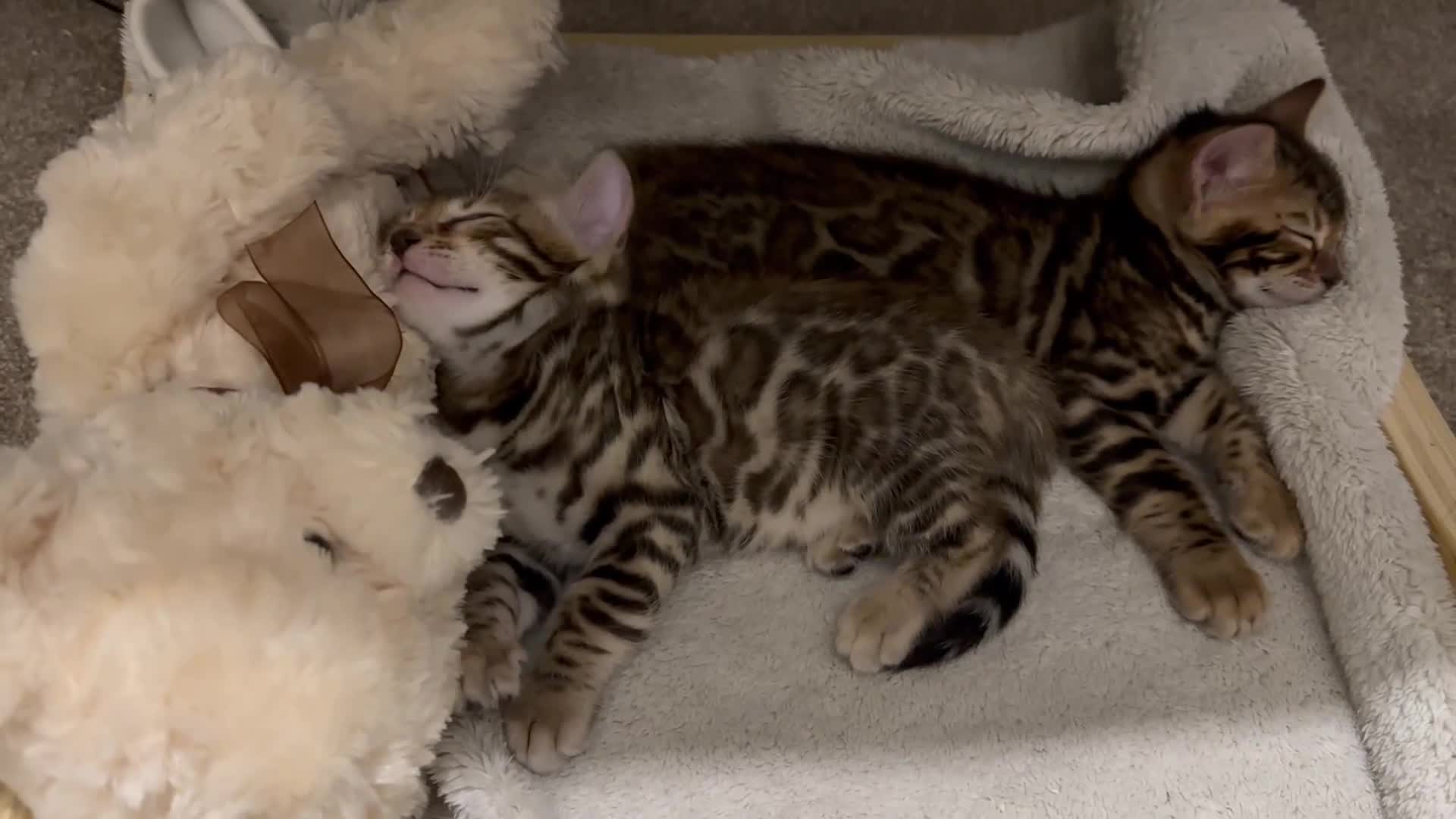 Bengal cats for sale: Stunning TICA registered Bengal boys! - Video 1