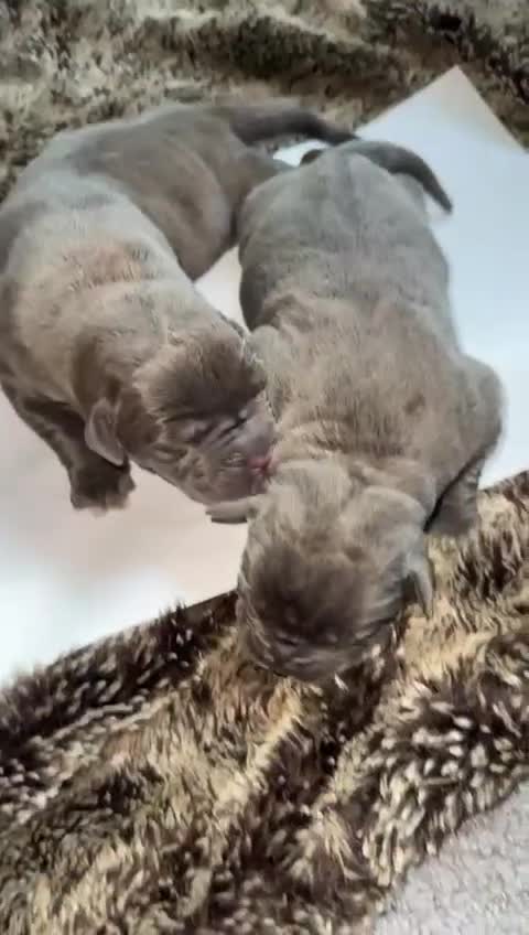 Mixed Breed dogs for sale: Puppies for Sale!! - Video 4