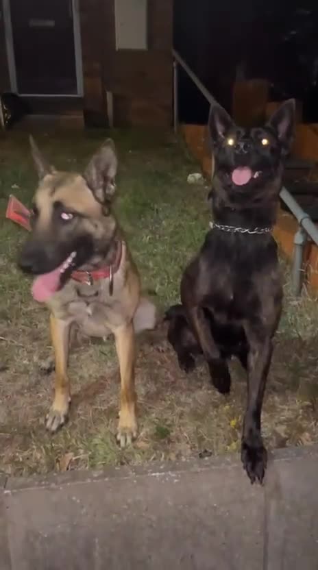 Mixed Breed dogs for sale: Dutch Malinois Puppies- Ready 13/12/2025 - Video 4
