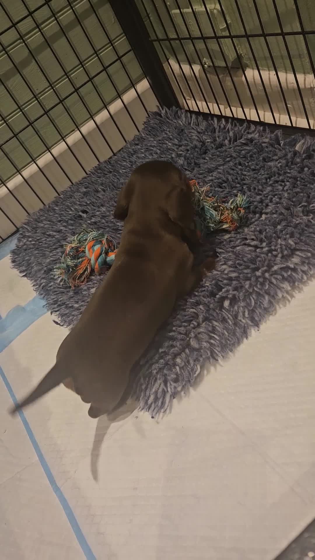 Miniature Dachshund dogs for sale: 4 male miniature dashund  - Video 1