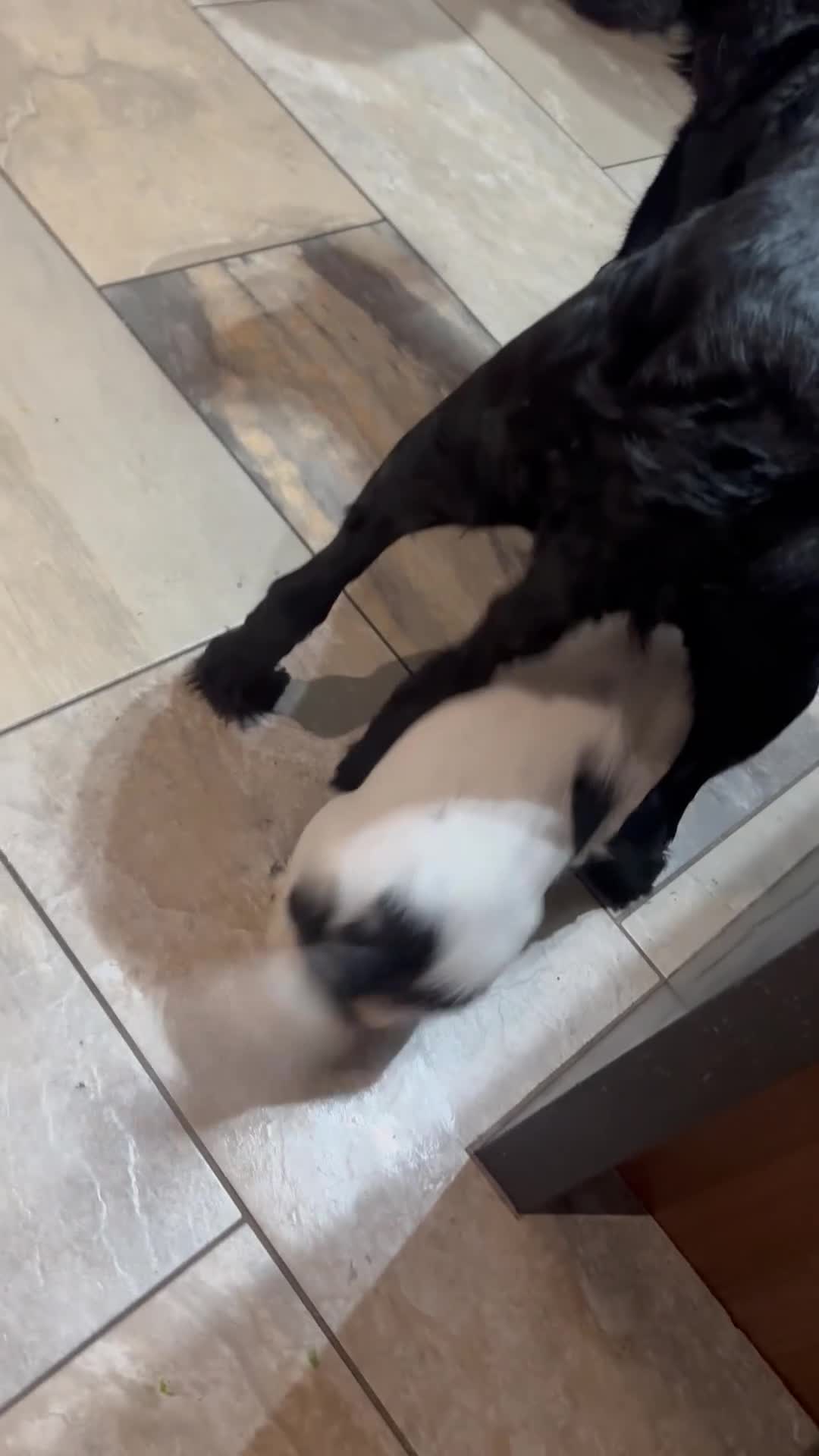 Cocker Spaniel dogs for sale: LAST STUNNING COCKER SPANIEL BOY - Video 1