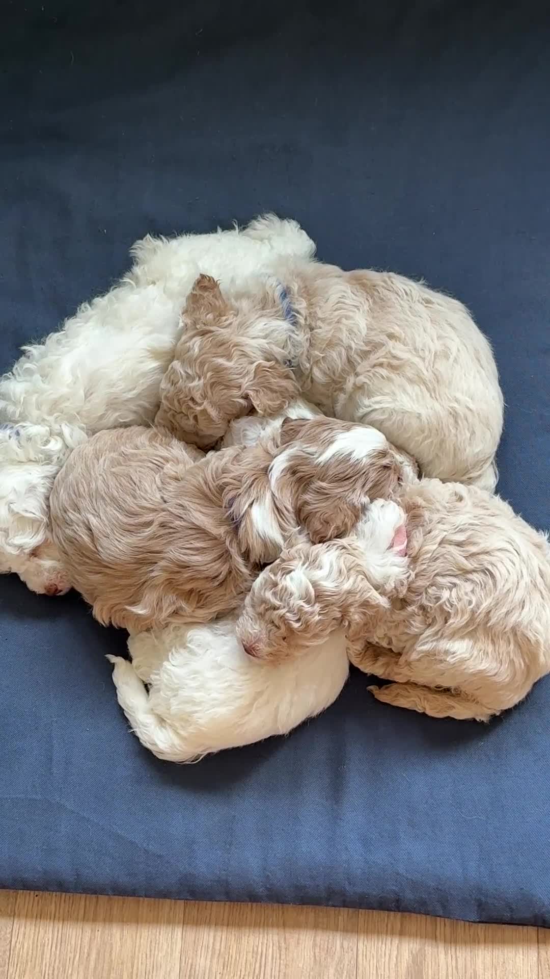 Labradoodle dogs for sale: Gorgeous 3rd Gen Miniature Labradoodle Puppies - Video 1