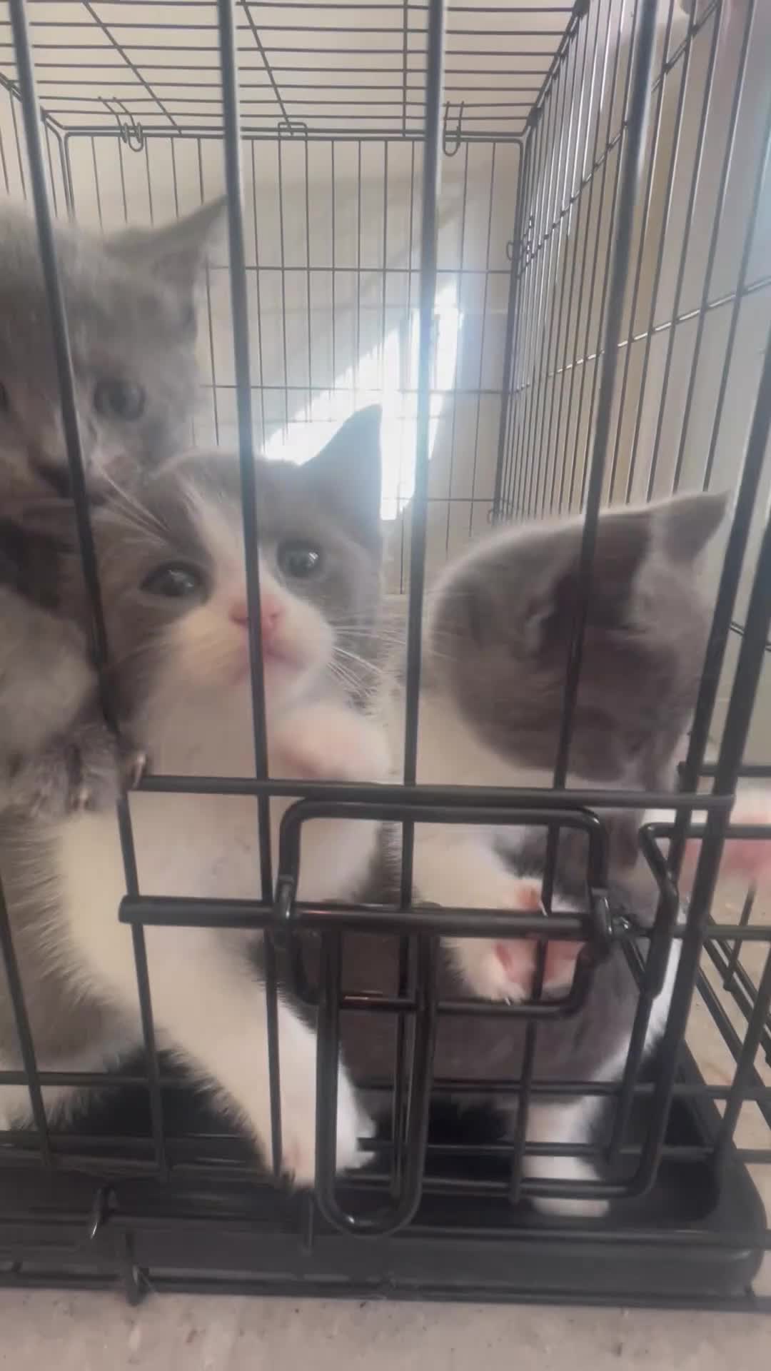 British Shorthair cats for sale: Three BSH X boy kittens ready to leave ❤️  - Video 1