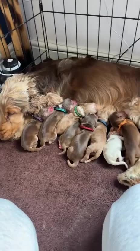 Cocker Spaniel dogs for sale: Stunning Show Cocker Spaniel Puppies - Video 1