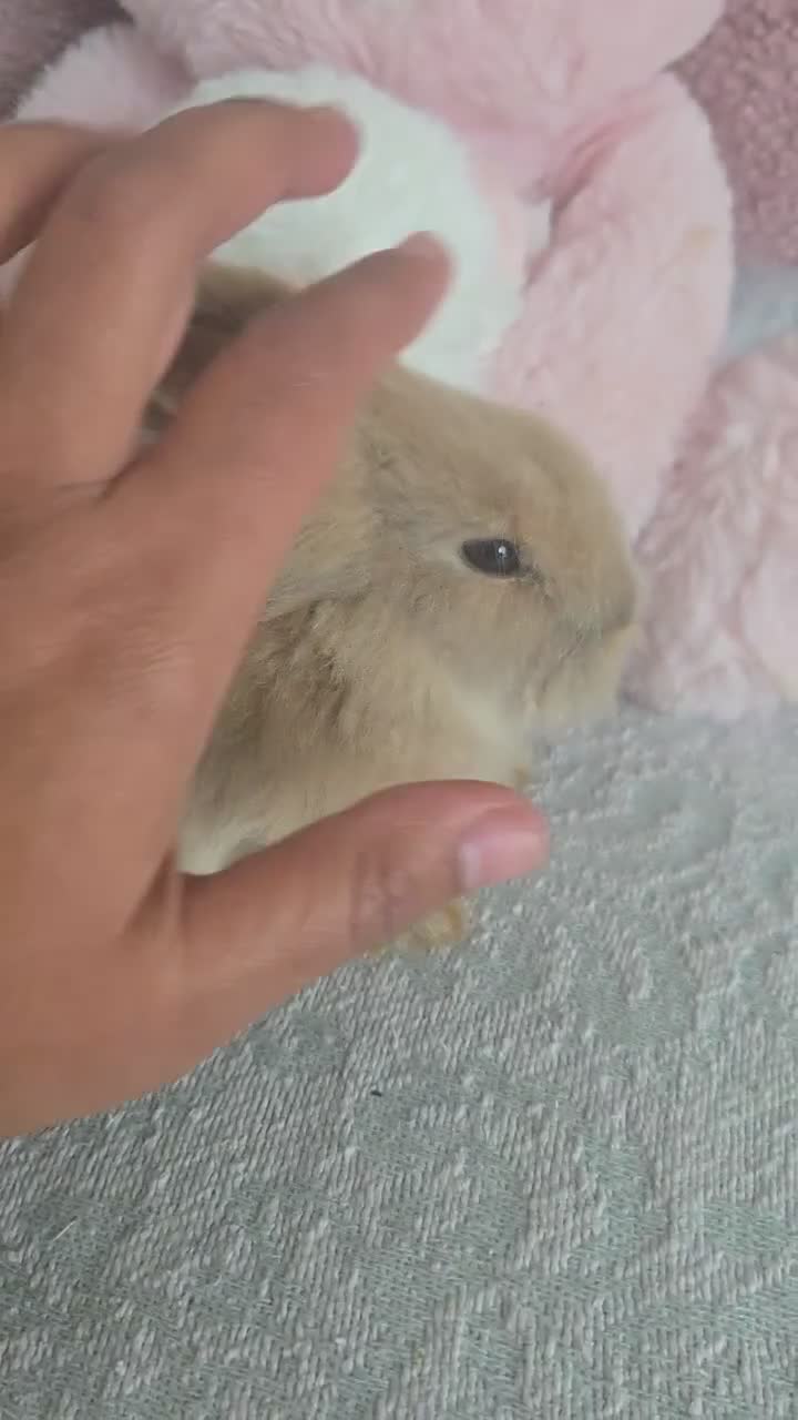 Mini Lion Lop rabbits for sale: Friendly blue eyes Double mane lion lops.  - Video 3