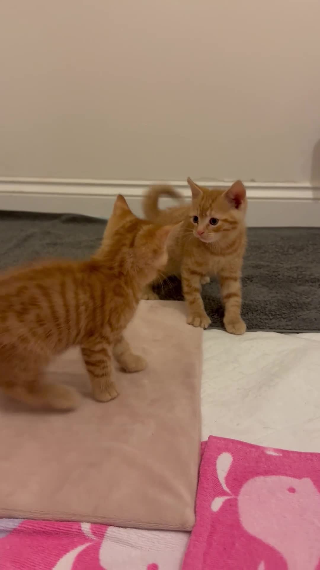 British Shorthair cats for sale: Gorgeous Ginger Tabby Mixed BSH Kittens  - Video 2