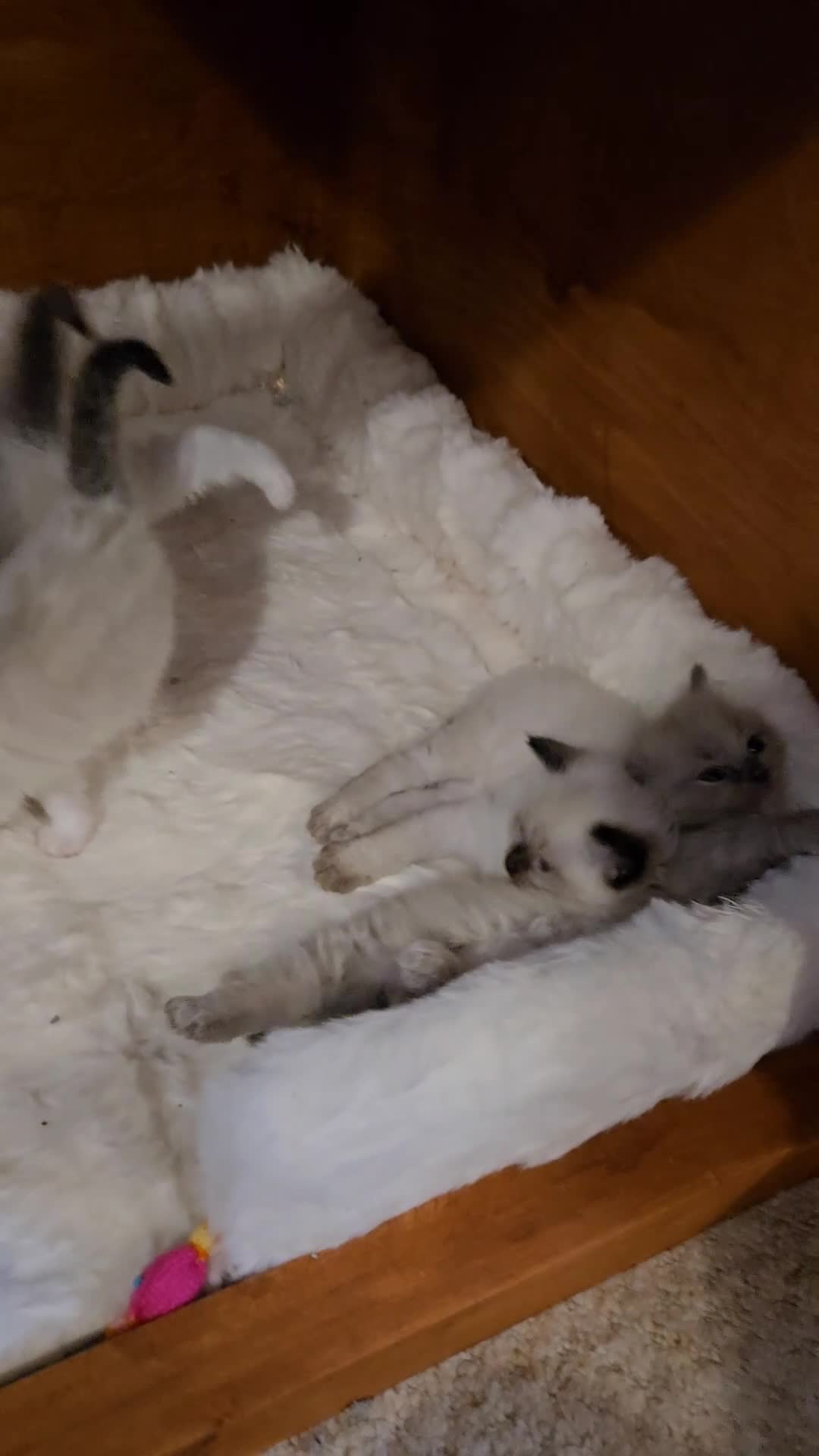 Ragdoll cats for sale: Gorgeous Pedigree chunky ragdolls - Video 1