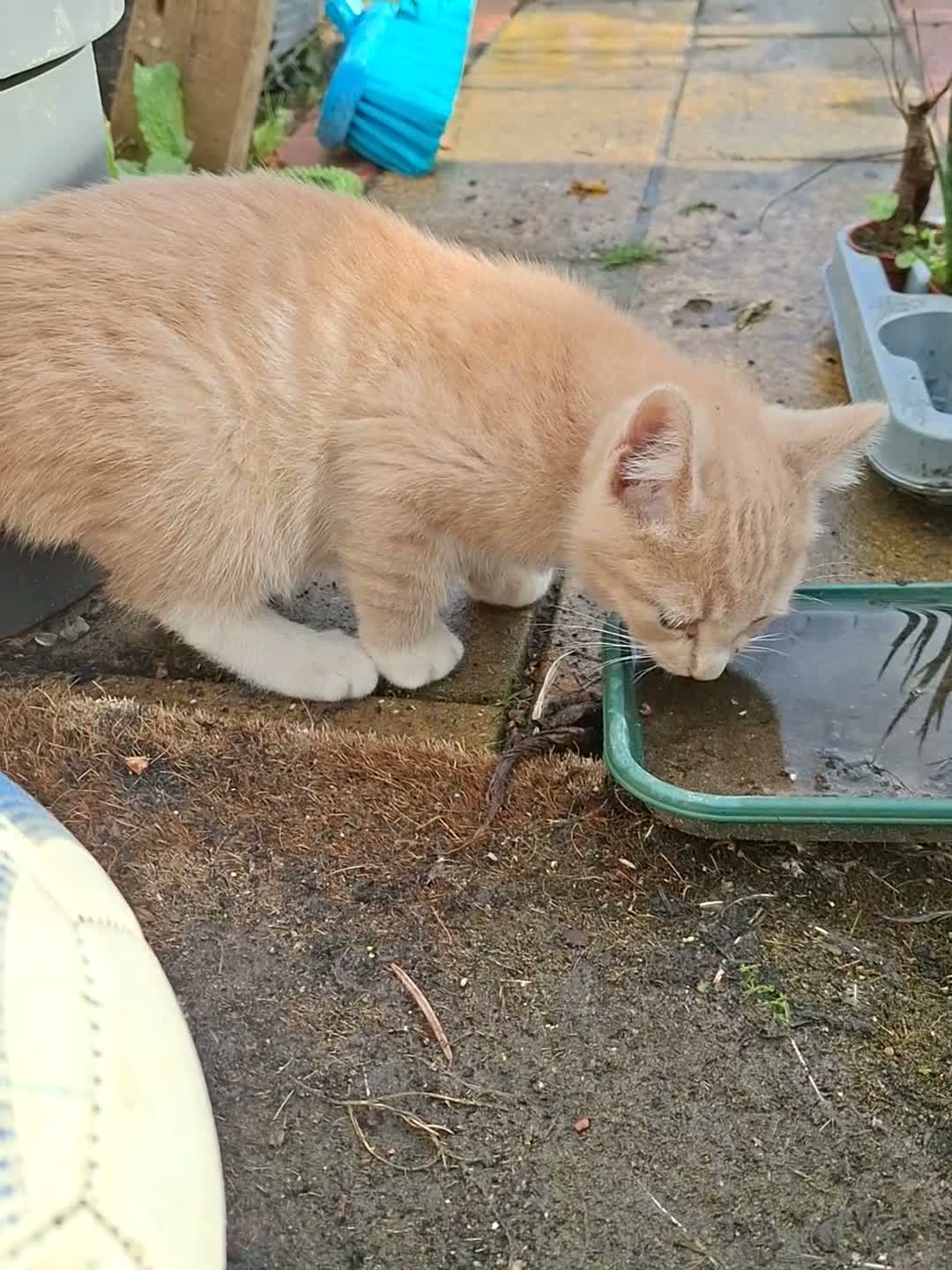 Mixed Breed cats for sale: Ginger/ cream kitten and black kitte.  - Video 3