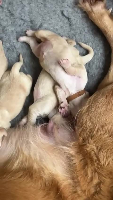 Golden Retriever dogs for sale: Gorgeous Goldies! Golden Retriever Puppies  - Video 2