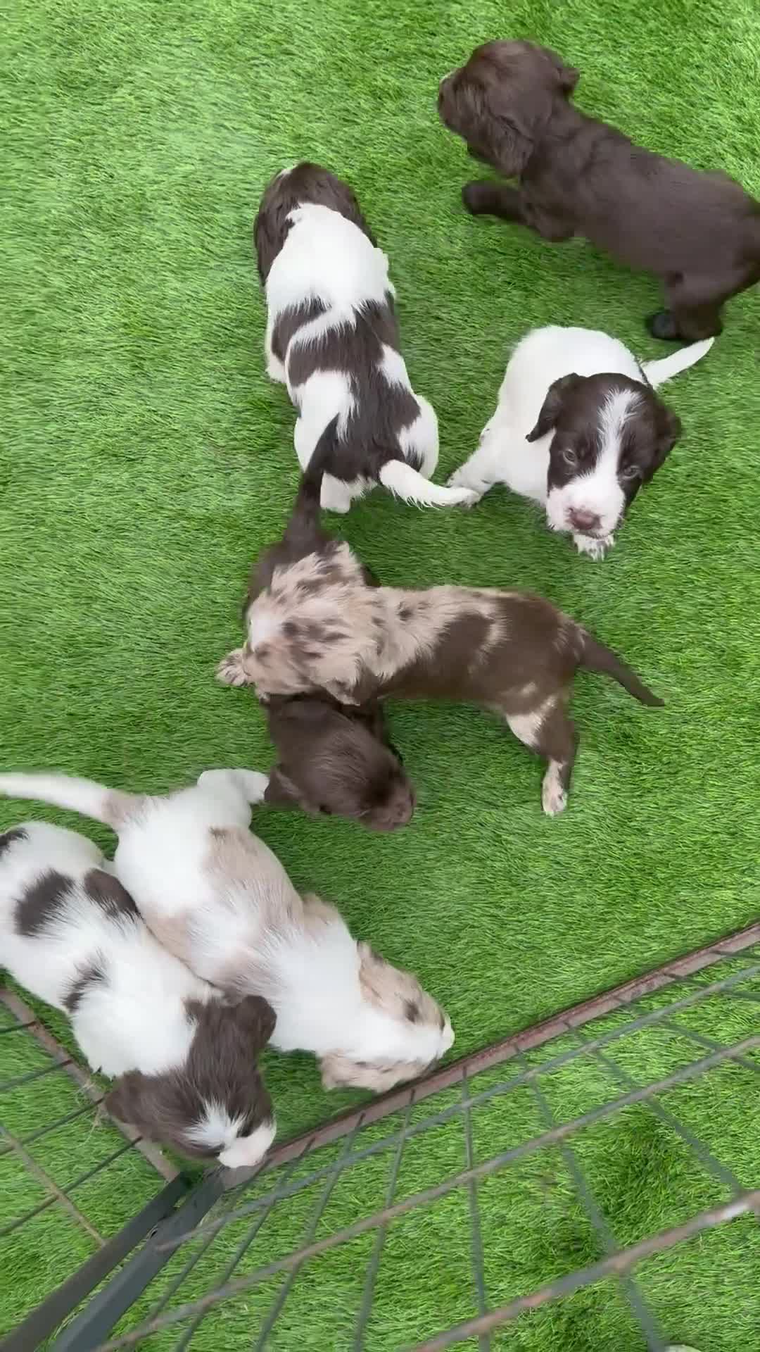 Cocker Spaniel dogs for sale: English cocker spaniel puppies - Video 1