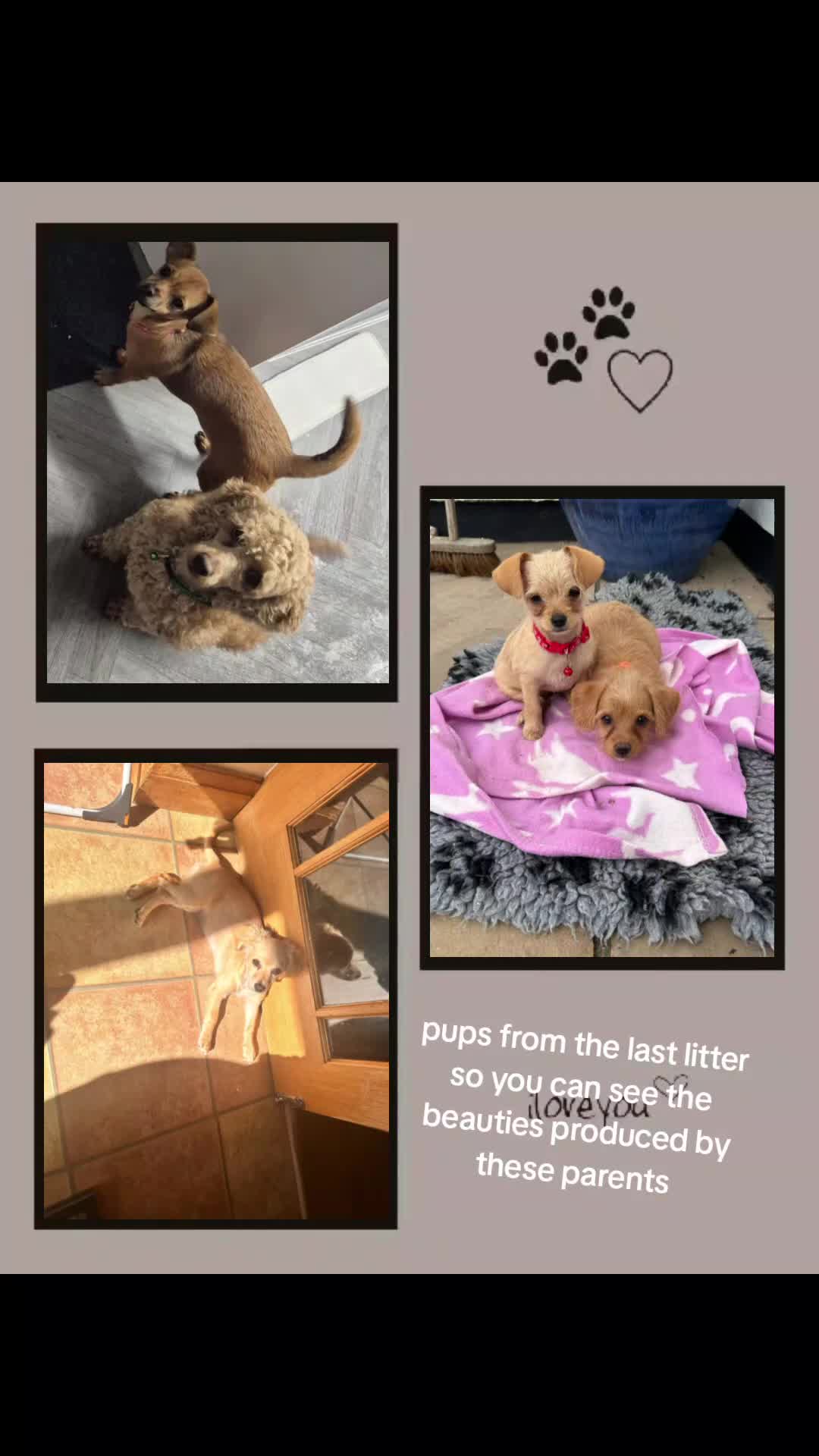 Chipoo dogs for sale: Beautiful chipoo puppys  - Video 1