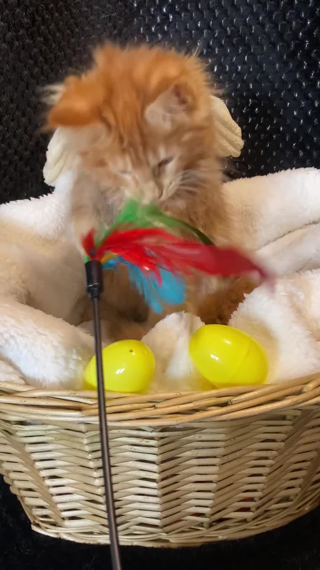 Maine Coon cats for sale: Monarch, Maine coon PEDIGREE XL kittens - Video 5