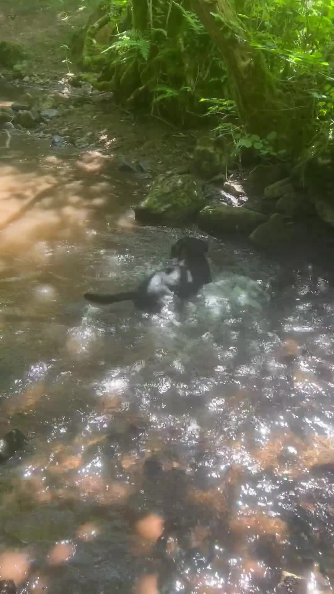 Mixed Breed dogs for sale: 2 year old staffy x jack Russel x Alsatian in Caldicot - Video 3