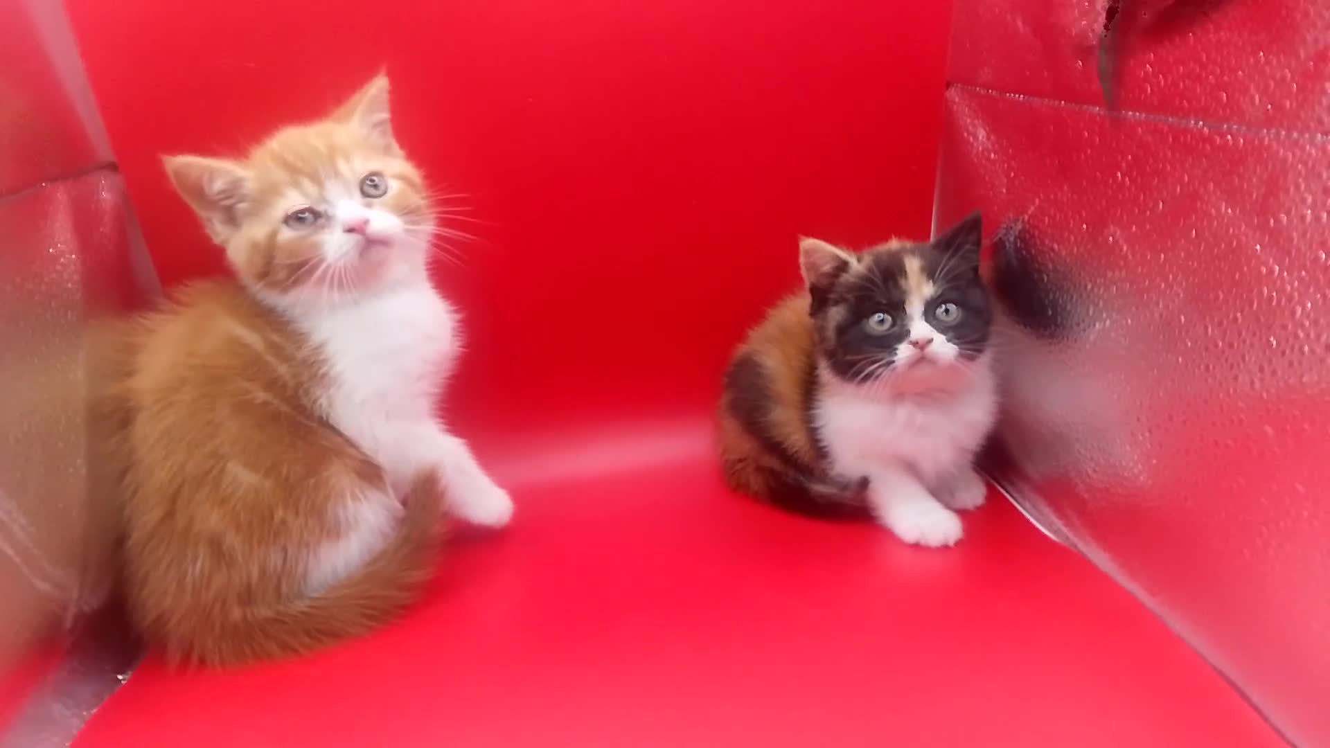 British Shorthair cats for sale: Beautiful  British Shorthair  - Video 1