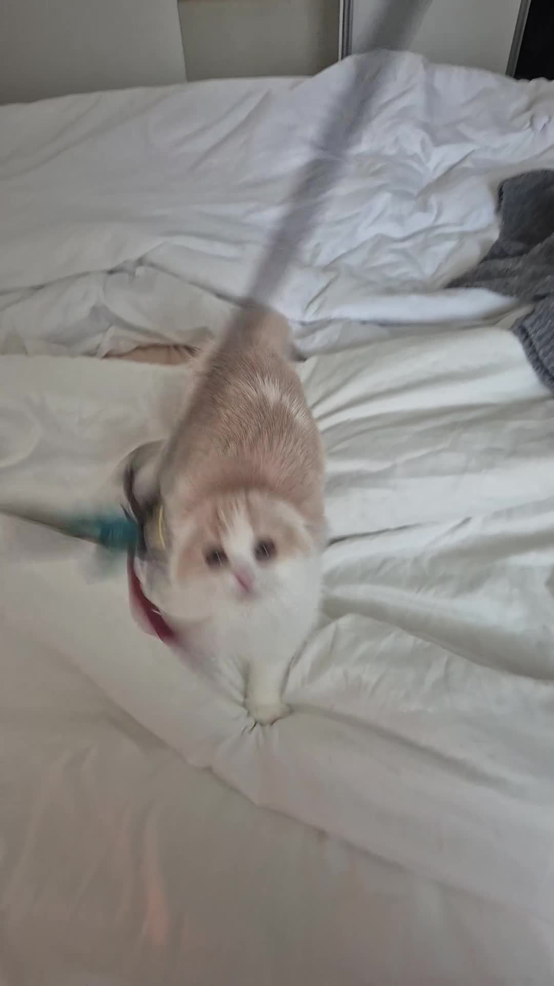 Scottish Fold cats for sale: Gorgeous Scottish-Fold  - Video 2