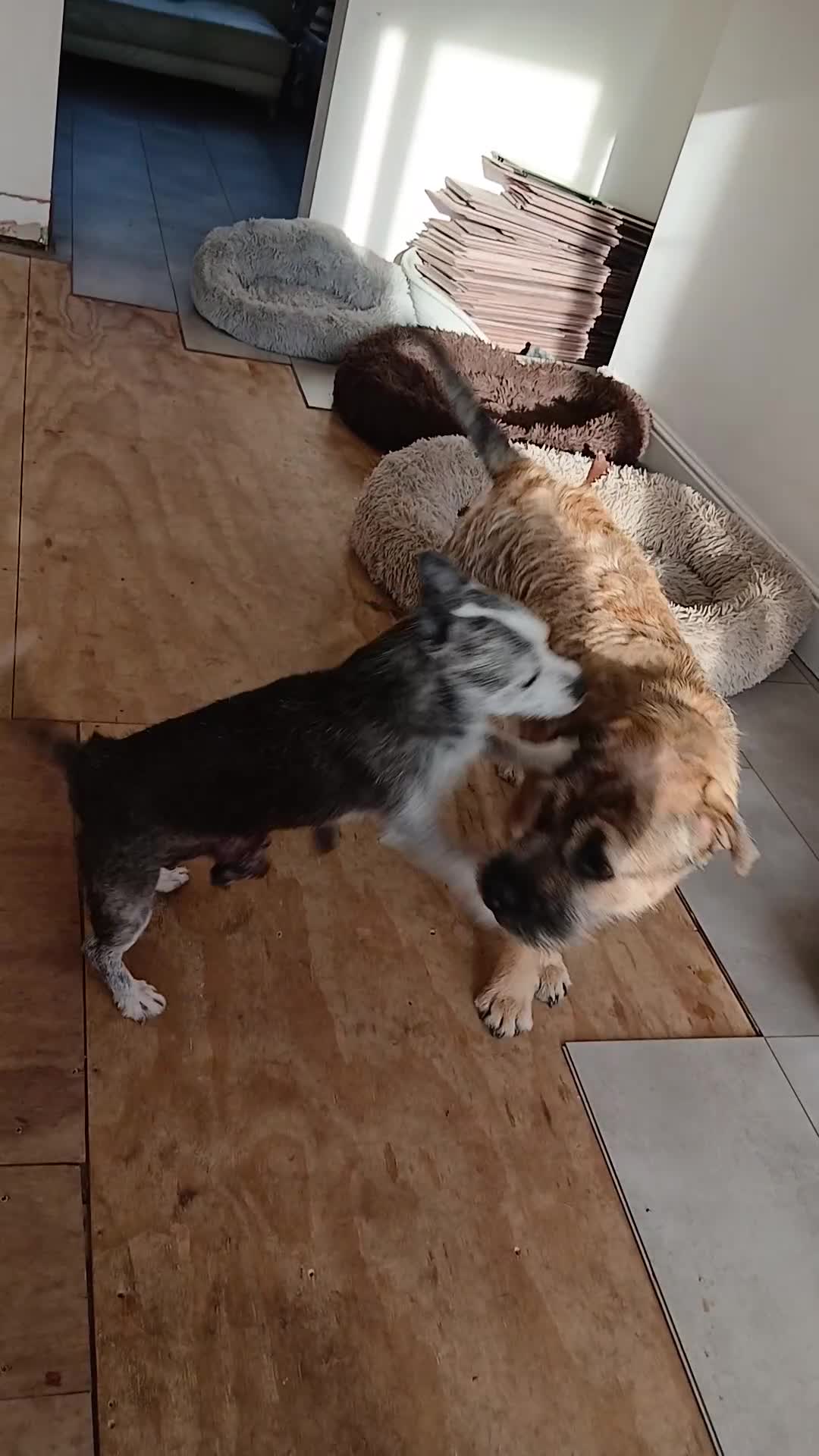 Mixed Breed dogs for sale: Loving 1 year old boy mix breed  in Liverpool - Video 1