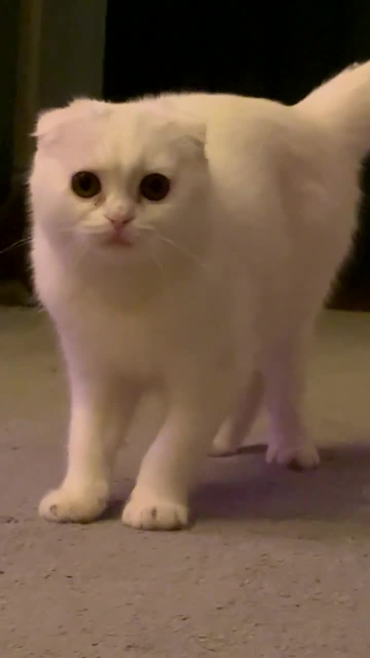 Scottish Fold cats for sale: Luna ( moon)  in Waltham Abbey - Video 1