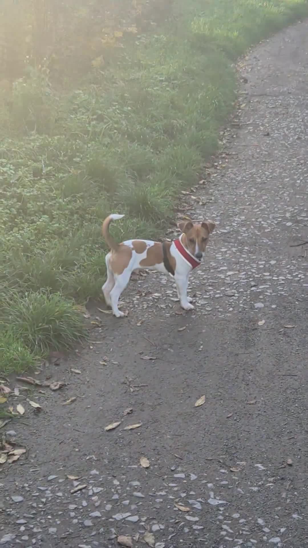 Jack Russell dogs for sale: 10 months old Jack Russel - Video 1