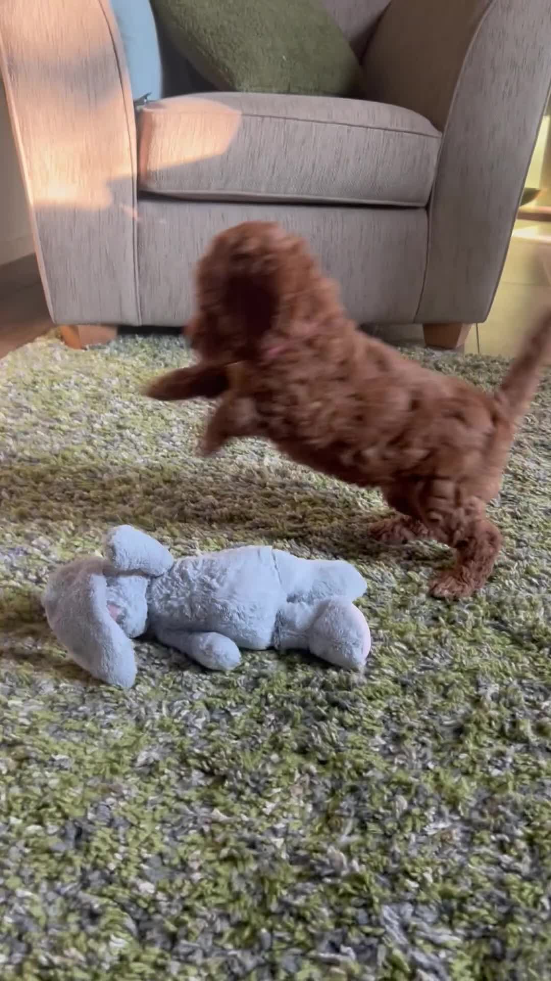 Mini Goldendoodle dogs for sale: 🐾 TRUE MINI F4B GOLDENDOODLES 🐾 - Video 2
