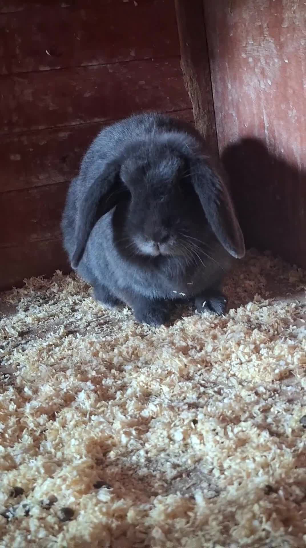 Mini Lop rabbits for sale: grey minlop doe for sale - Video 2