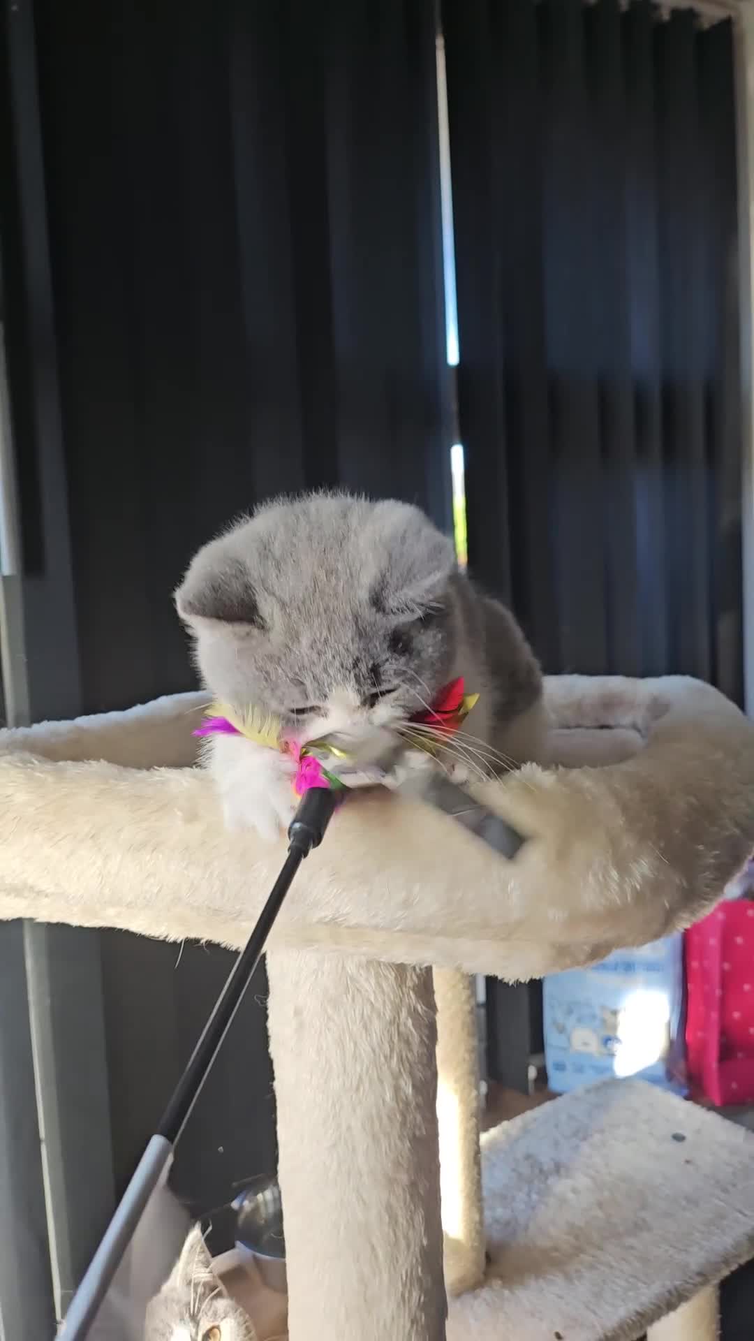 British Shorthair cats for sale: 4 perfect british shorthair kittens  - Video 1