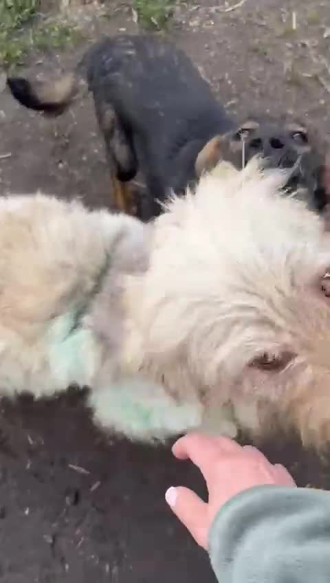 Mixed Breed dogs for adoption: SZITA, a Lovely Big Girl - for a Loving Home - Video 1
