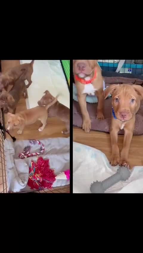 Mixed Breed dogs for sale: Beautiful pups for sale  - Video 1
