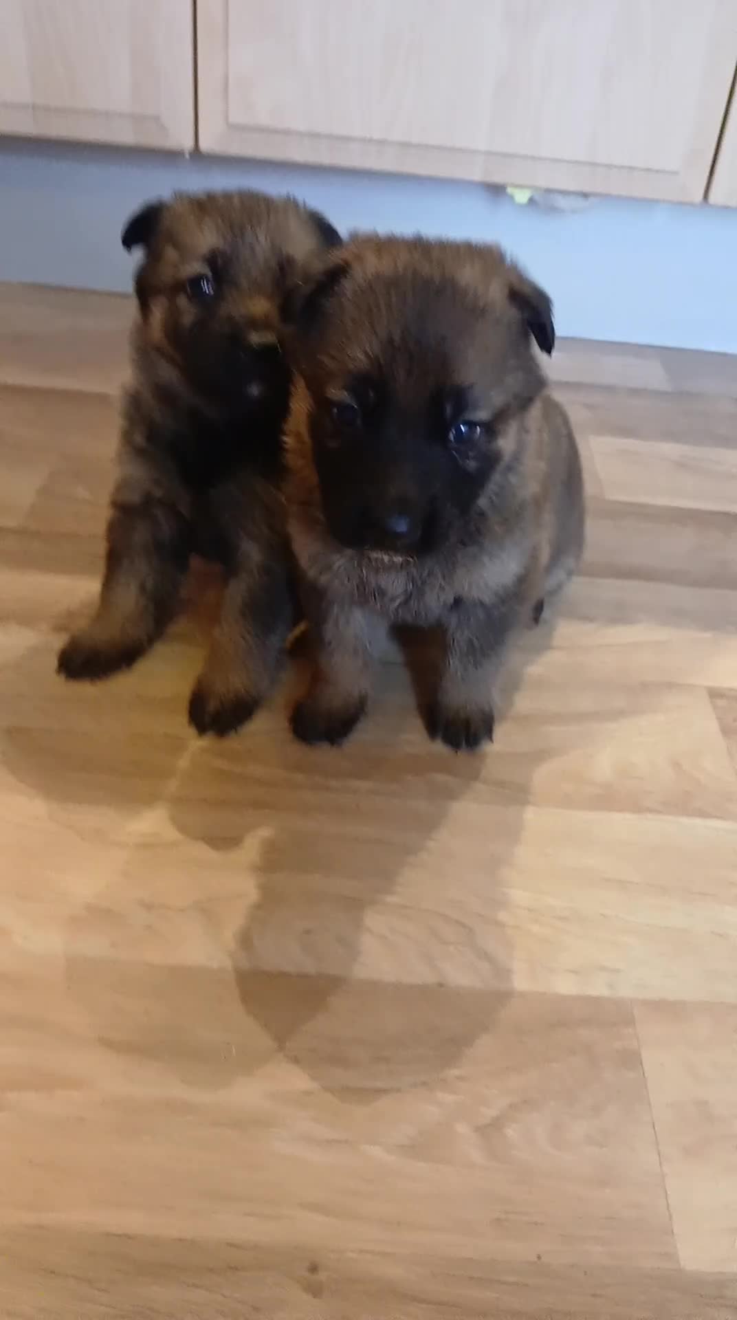 German Shepherd dogs for sale: Czech shepherd  - Video 2