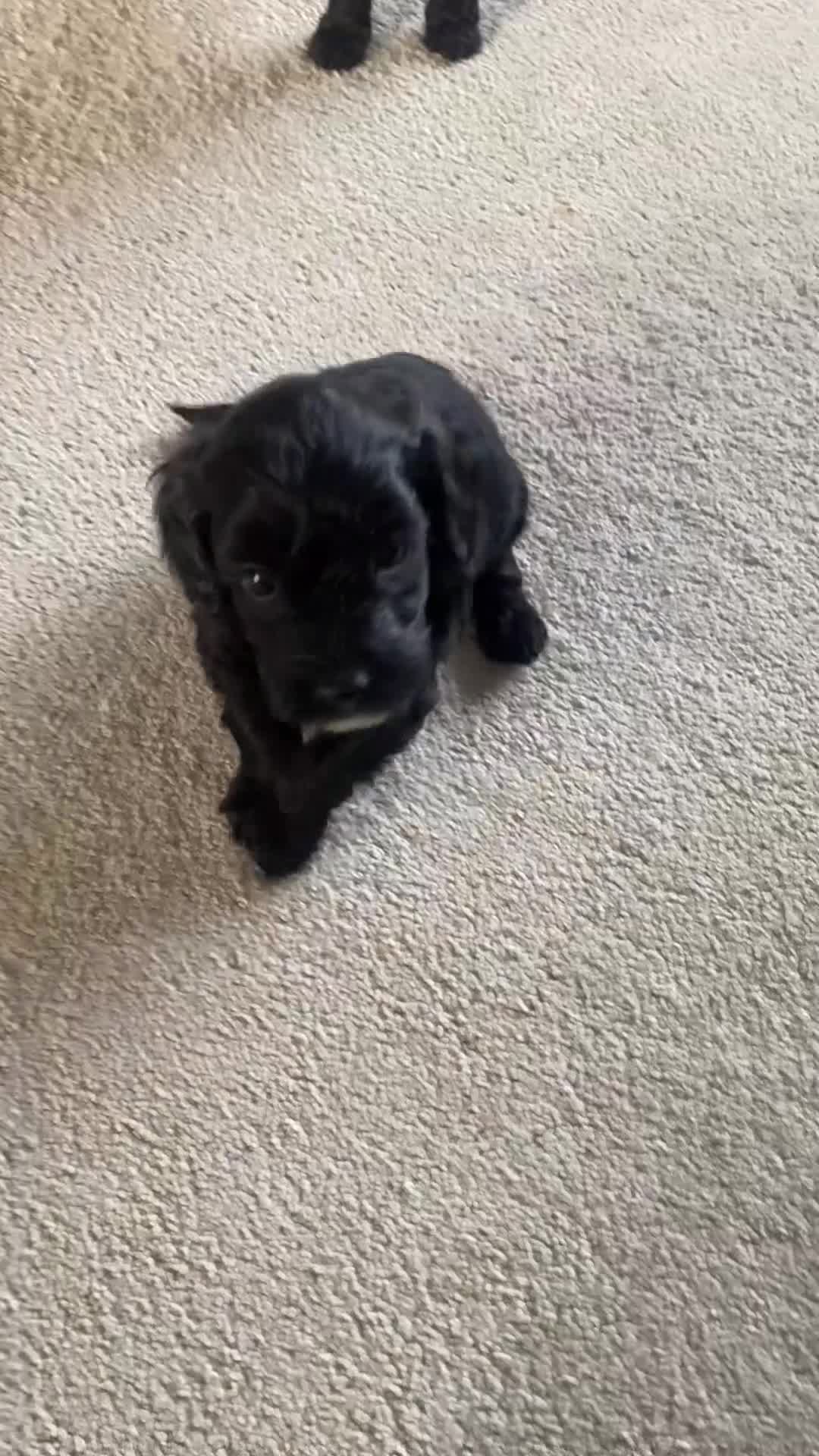 Cockapoo dogs for sale: Cockerpoo puppies Two Boys - Video 1